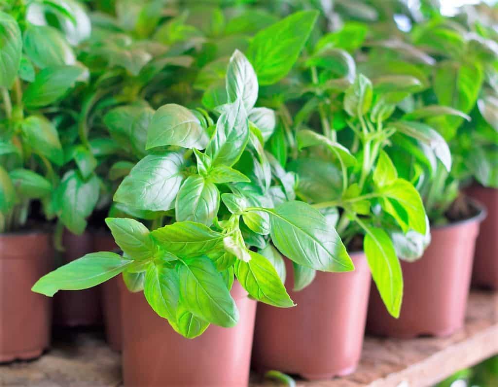 basil plants